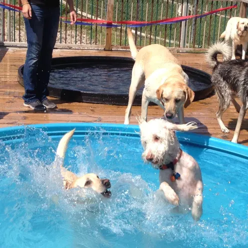 Camp K9 Pet Resort & Day Camp Pool